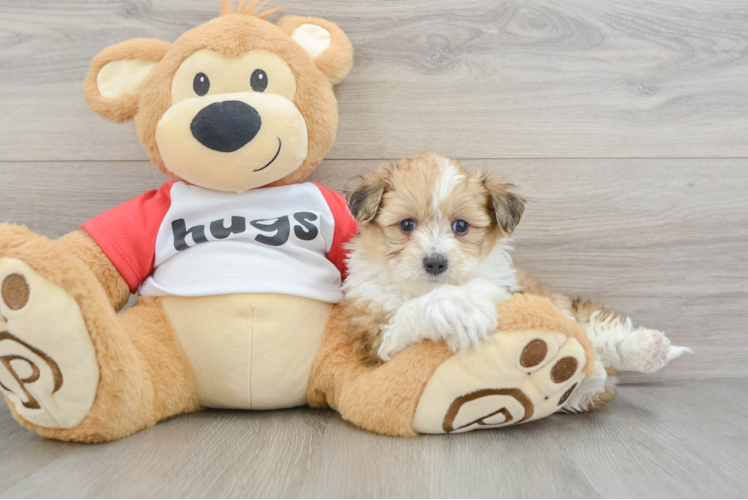 Energetic Aussie Bichon Designer Puppy
