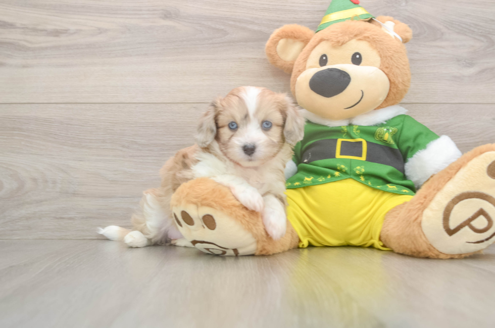 5 week old Aussiechon Puppy For Sale - Premier Pups