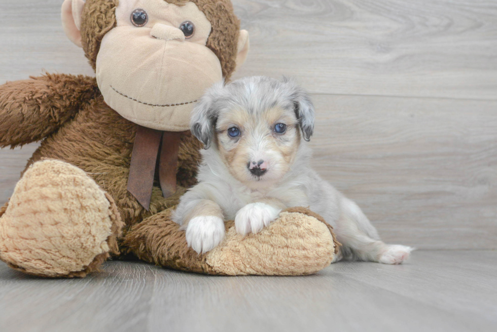 Adorable Australian Designer Puppy