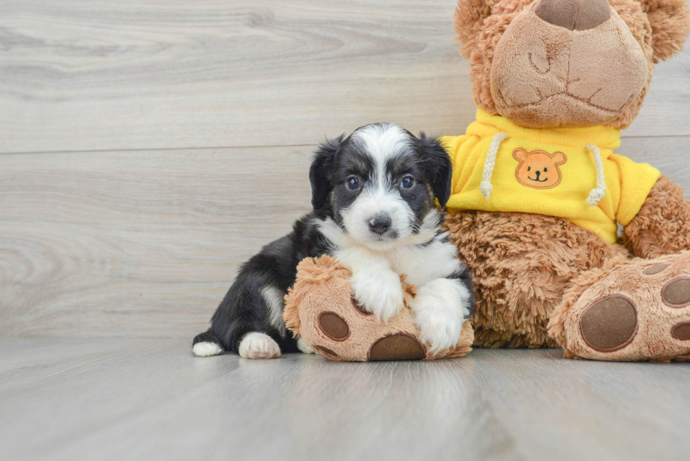 Aussiechon Puppy for Adoption