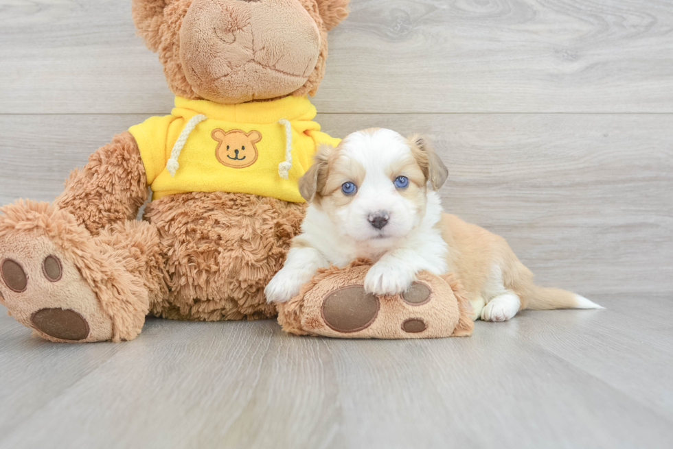 Hypoallergenic Australian Designer Puppy