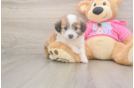 Best Aussiechon Baby