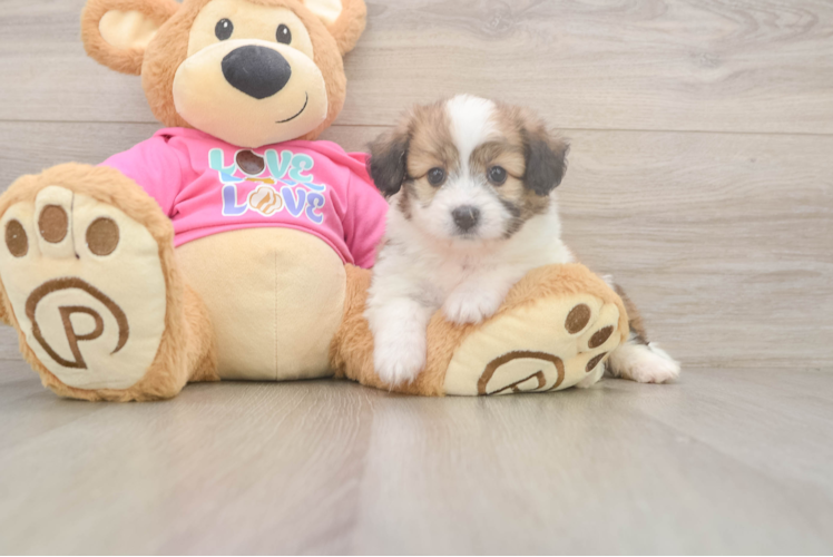 Aussiechon Puppy for Adoption