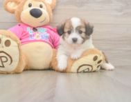 6 week old Aussiechon Puppy For Sale - Premier Pups