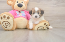 Aussiechon Puppy for Adoption