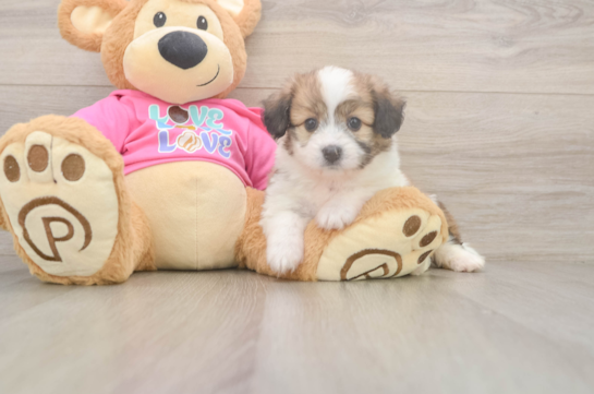 Aussiechon Puppy for Adoption