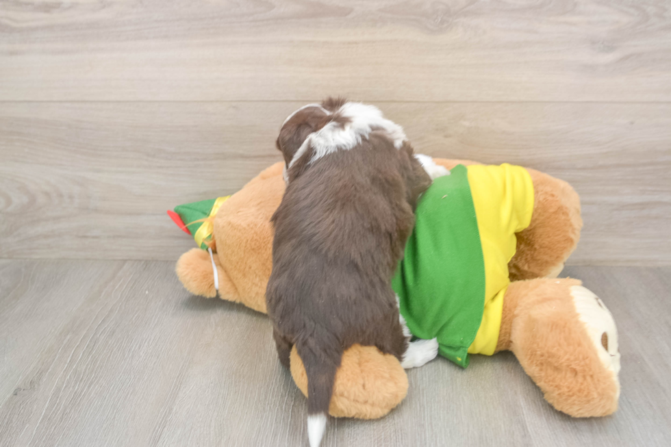 Smart Aussiechon Designer Pup