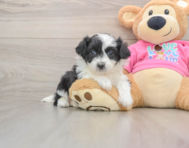 6 week old Aussiechon Puppy For Sale - Premier Pups