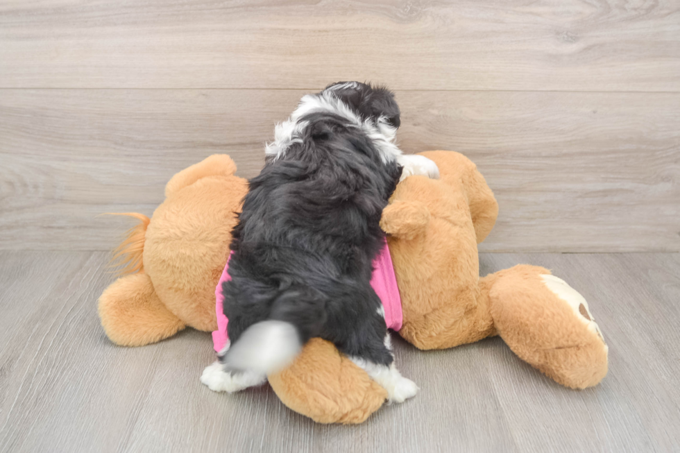 Little Aussie Bichon Designer Puppy