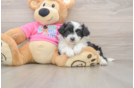 Aussiechon Puppy for Adoption