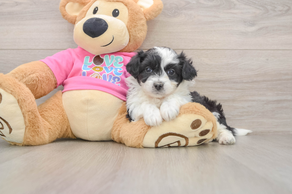 Aussiechon Puppy for Adoption