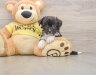 8 week old Aussiechon Puppy For Sale - Premier Pups