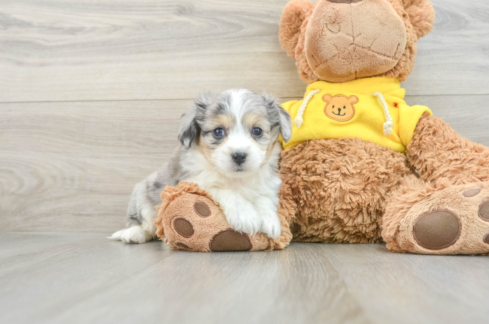 5 week old Aussiechon Puppy For Sale - Premier Pups