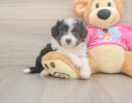 6 week old Aussiechon Puppy For Sale - Premier Pups