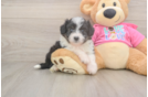Aussiechon Pup Being Cute