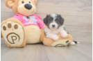 Best Aussiechon Baby
