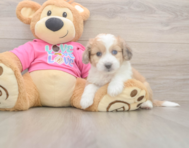 6 week old Aussiechon Puppy For Sale - Premier Pups