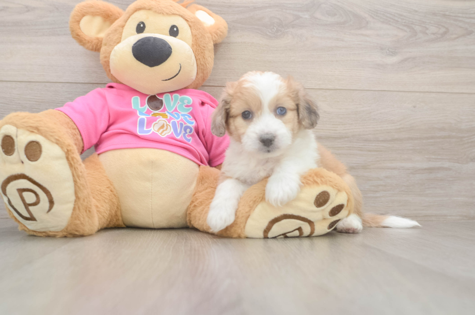 5 week old Aussiechon Puppy For Sale - Premier Pups