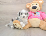 6 week old Aussiechon Puppy For Sale - Premier Pups