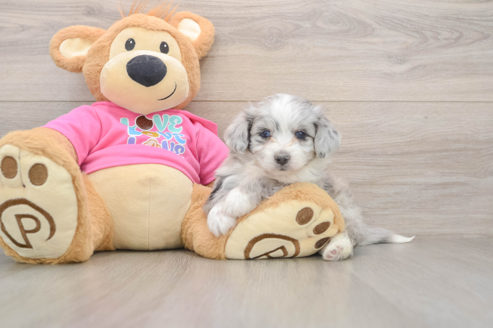 Aussiechon Puppy for Adoption