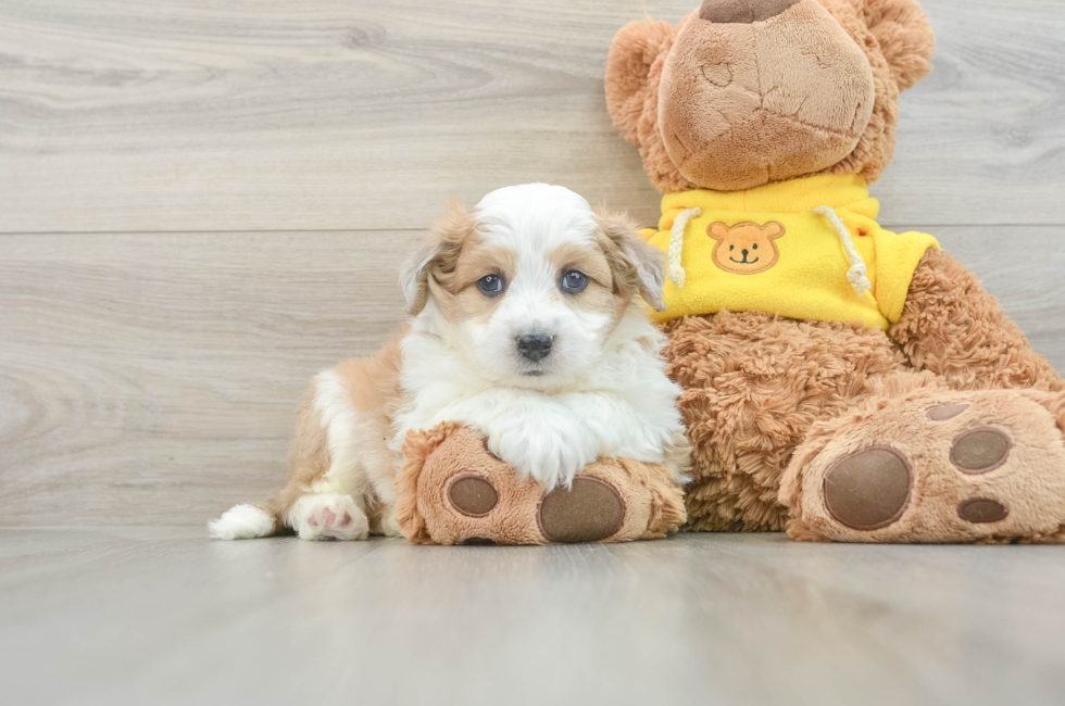 5 week old Aussiechon Puppy For Sale - Premier Pups