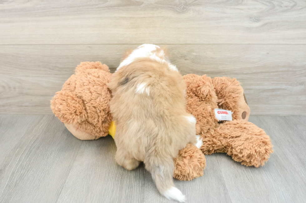 Playful Aussie Bichon Designer Puppy