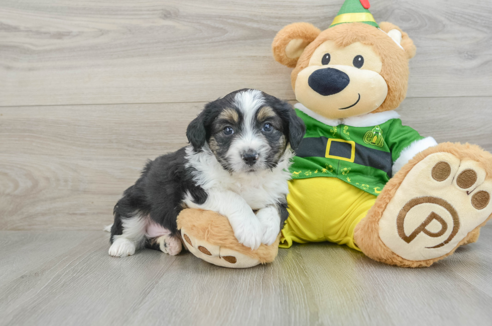 5 week old Aussiechon Puppy For Sale - Premier Pups