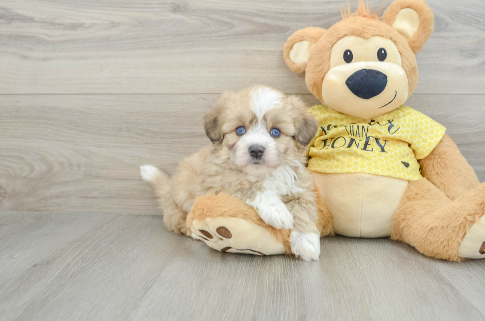 6 week old Aussiechon Puppy For Sale - Premier Pups