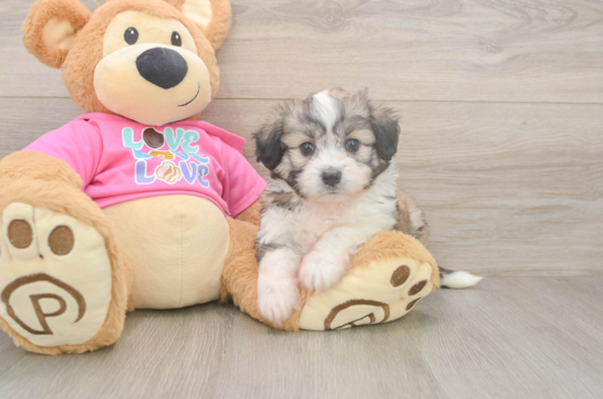 Aussiechon Pup Being Cute