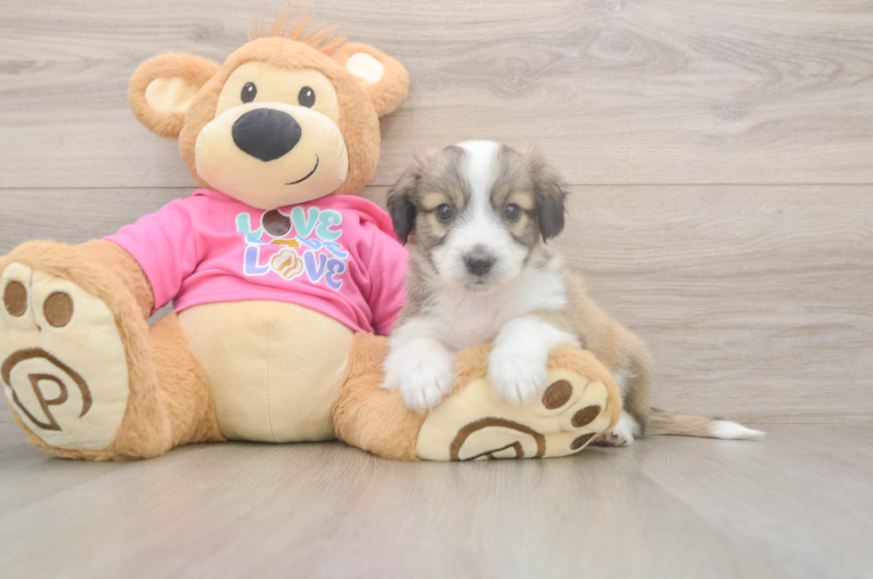 5 week old Aussiechon Puppy For Sale - Premier Pups
