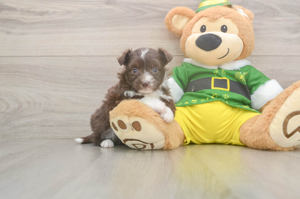 5 week old Aussiechon Puppy For Sale - Premier Pups