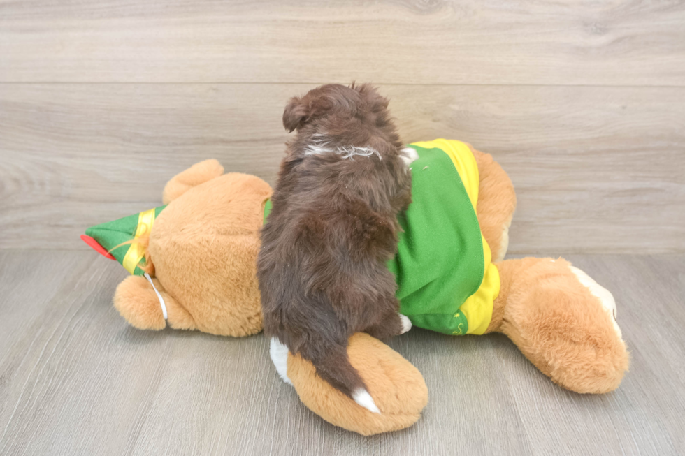 Best Aussiechon Baby