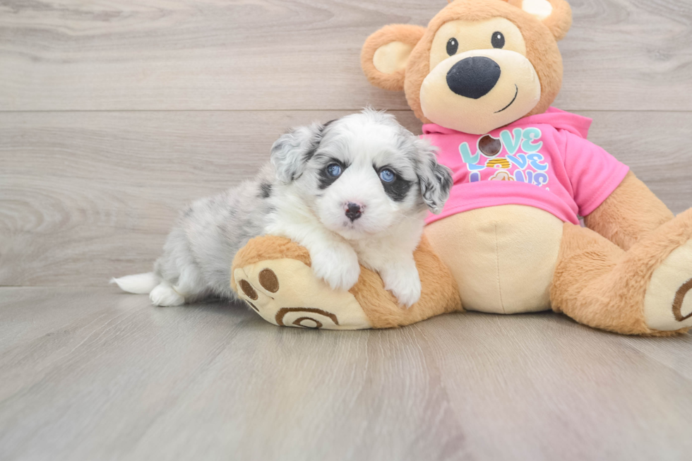 Aussiechon Pup Being Cute