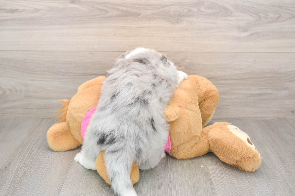 Sweet Aussiechon Baby