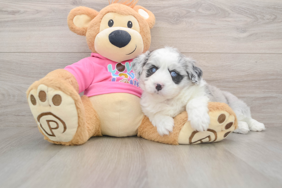 Popular Aussiechon Designer Pup