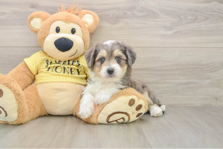 Aussiechon Puppy for Adoption