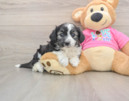6 week old Aussiechon Puppy For Sale - Premier Pups