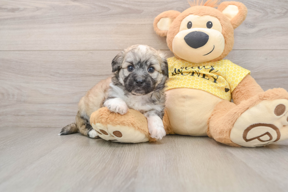 Petite Aussiechon Designer Pup