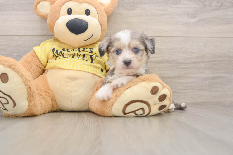 Adorable Aussie Bichon Designer Puppy