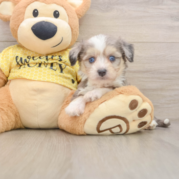 Adorable Aussie Bichon Designer Puppy
