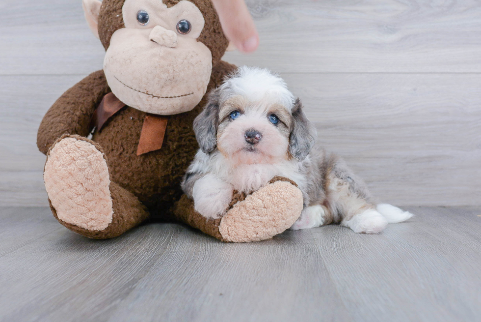 Aussiechon Pup Being Cute