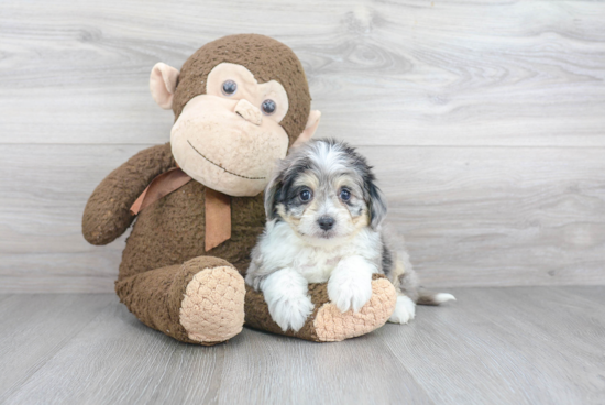 Aussiechon Puppy for Adoption