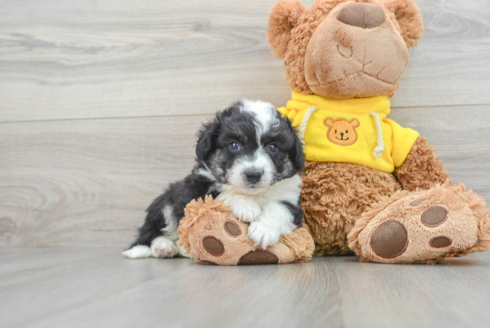 Hypoallergenic Australian Designer Puppy