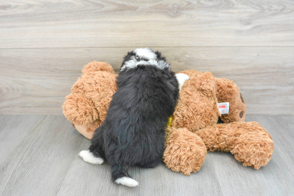 Best Aussiechon Baby
