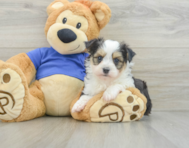 8 week old Aussiechon Puppy For Sale - Premier Pups