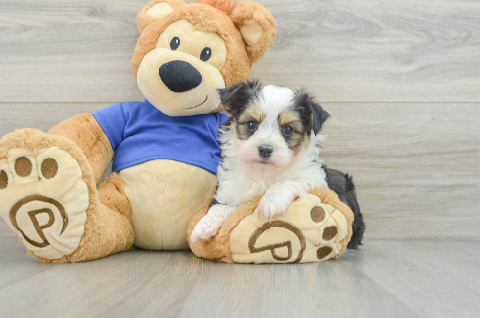 9 week old Aussiechon Puppy For Sale - Premier Pups