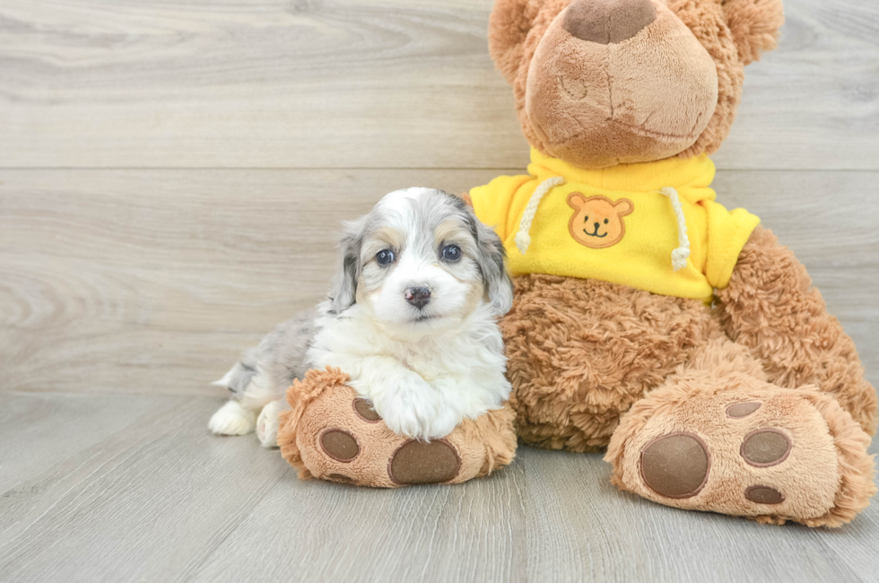 5 week old Aussiechon Puppy For Sale - Premier Pups