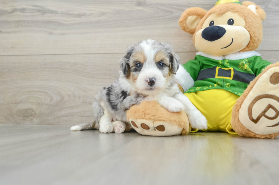 5 week old Aussiechon Puppy For Sale - Premier Pups