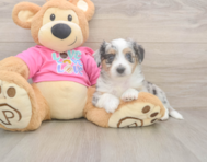 6 week old Aussiechon Puppy For Sale - Premier Pups