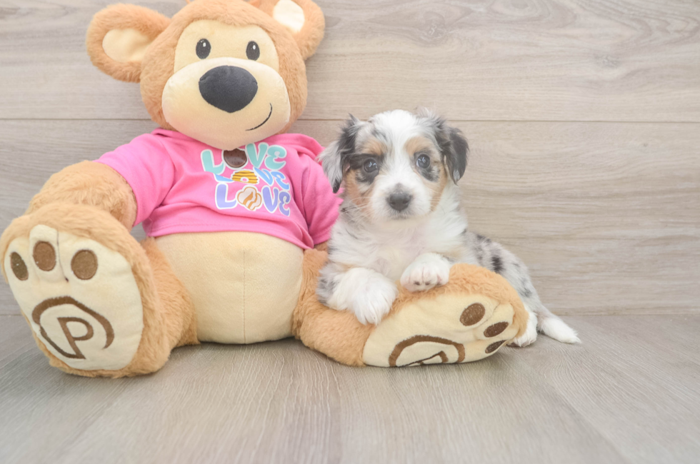 5 week old Aussiechon Puppy For Sale - Premier Pups